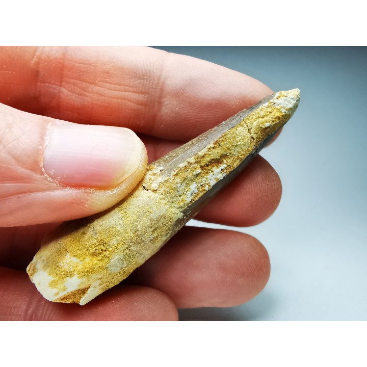 dent de dinosaure SPINOSAURUS AEGYPTIACUS