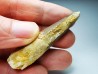 dinosaur TOOTH - SPINOSAURUS AEGYPTIACUS