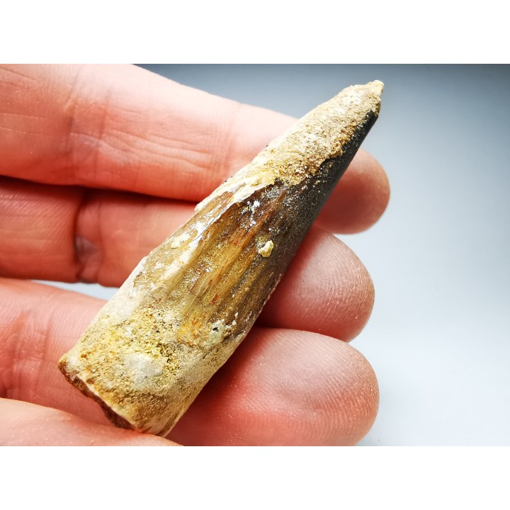 dinosaur TOOTH - SPINOSAURUS AEGYPTIACUS