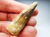 dent de dinosaure SPINOSAURUS AEGYPTIACUS