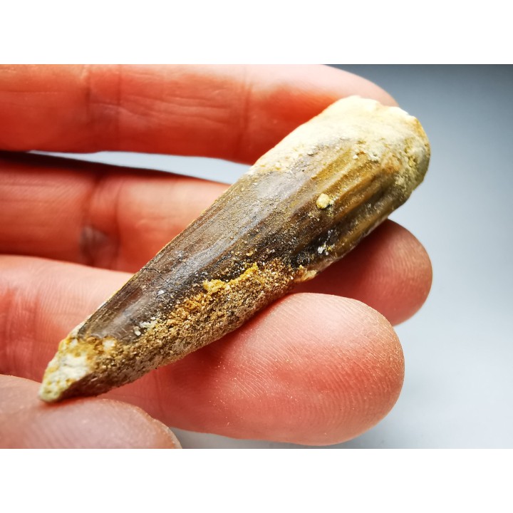 dinosaur TOOTH - SPINOSAURUS AEGYPTIACUS