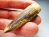 dinosaur TOOTH - SPINOSAURUS AEGYPTIACUS