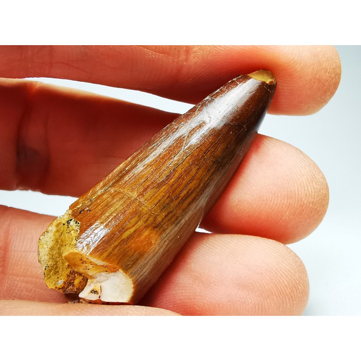 dinosaur TOOTH - SPINOSAURUS AEGYPTIACUS