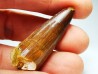 dinosaur TOOTH - SPINOSAURUS AEGYPTIACUS