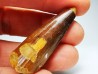 dinosaur TOOTH - SPINOSAURUS AEGYPTIACUS