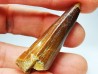 dent de dinosaure SPINOSAURUS AEGYPTIACUS