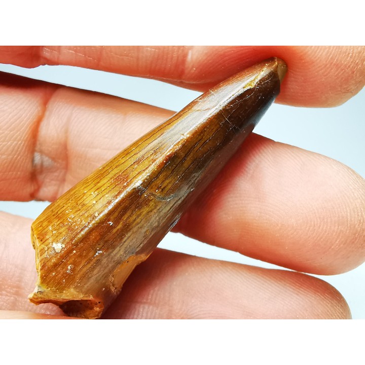 dent de dinosaure SPINOSAURUS AEGYPTIACUS