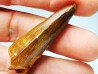 dent de dinosaure SPINOSAURUS AEGYPTIACUS