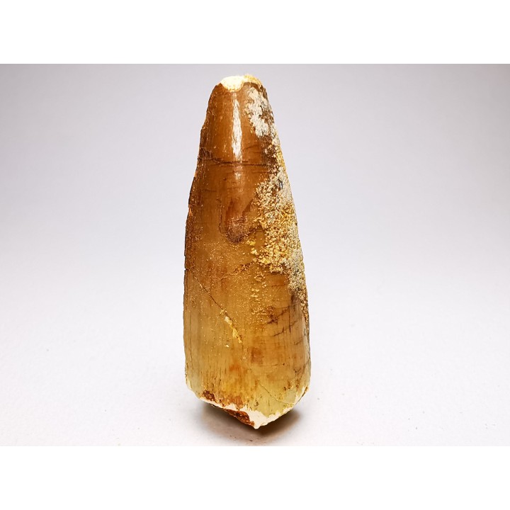 dinosaur TOOTH - SPINOSAURUS AEGYPTIACUS