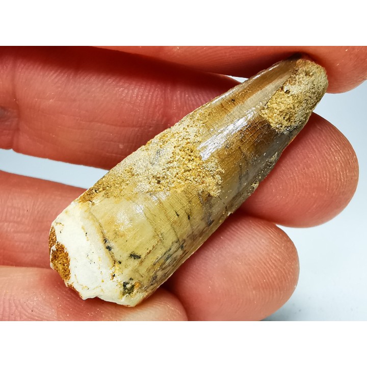 dinosaur TOOTH - SPINOSAURUS AEGYPTIACUS