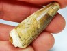 dinosaur TOOTH - SPINOSAURUS AEGYPTIACUS