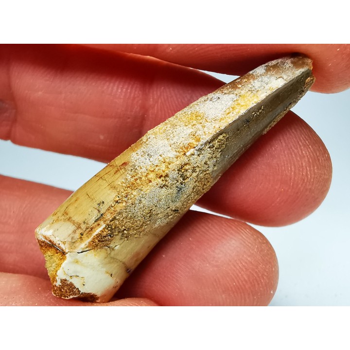 dinosaur TOOTH - SPINOSAURUS AEGYPTIACUS