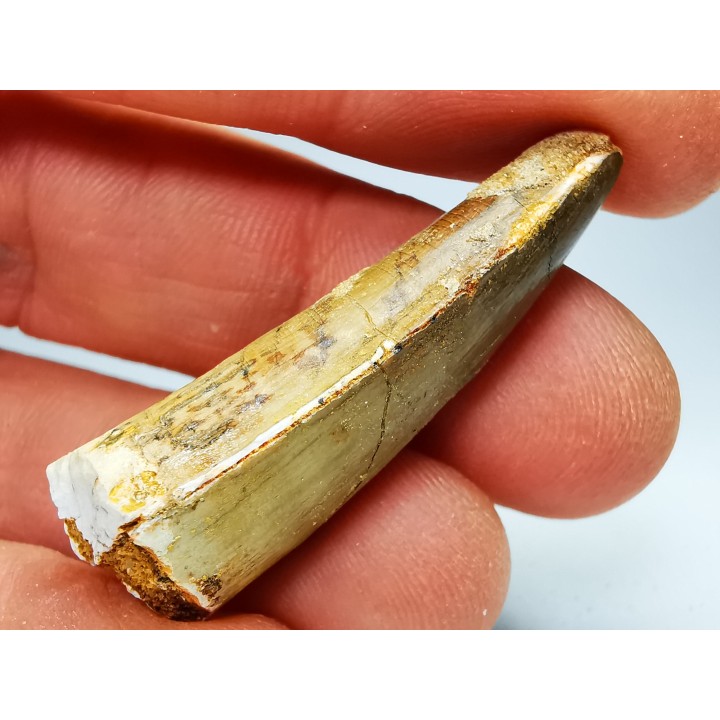 dinosaur TOOTH - SPINOSAURUS AEGYPTIACUS