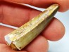 dinosaur TOOTH - SPINOSAURUS AEGYPTIACUS