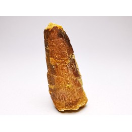 dinosaur TOOTH - SPINOSAURUS AEGYPTIACUS