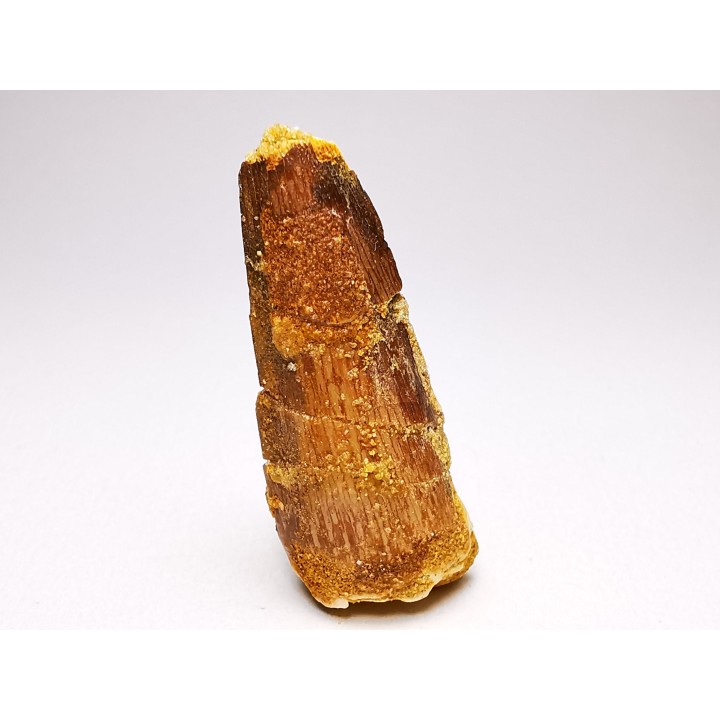 dent de dinosaure SPINOSAURUS AEGYPTIACUS