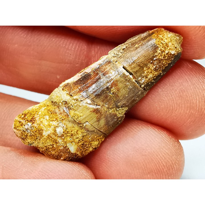 dinosaur TOOTH - SPINOSAURUS AEGYPTIACUS
