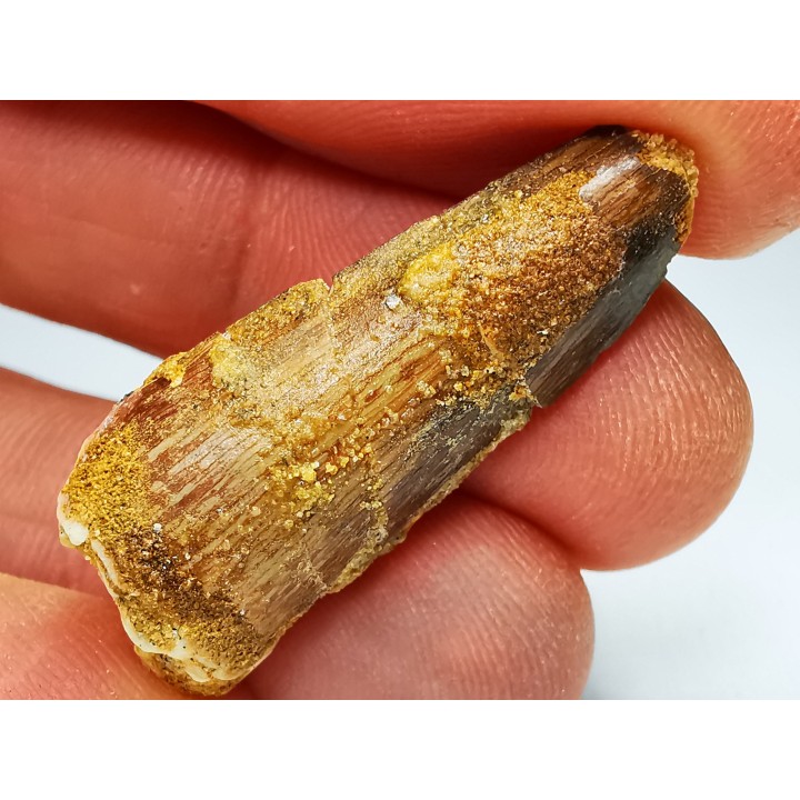 dent de dinosaure SPINOSAURUS AEGYPTIACUS