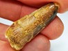 dinosaur TOOTH - SPINOSAURUS AEGYPTIACUS