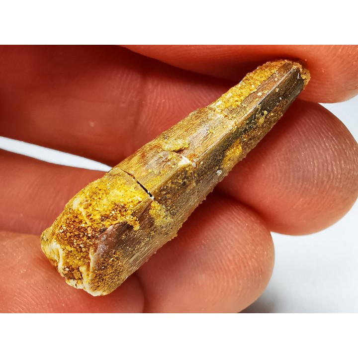 dinosaur TOOTH - SPINOSAURUS AEGYPTIACUS