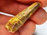 dinosaur TOOTH - SPINOSAURUS AEGYPTIACUS