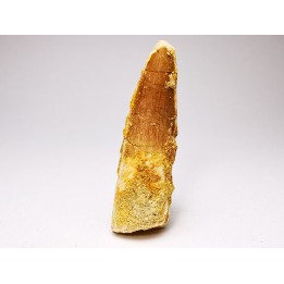 dent de dinosaure SPINOSAURUS AEGYPTIACUS