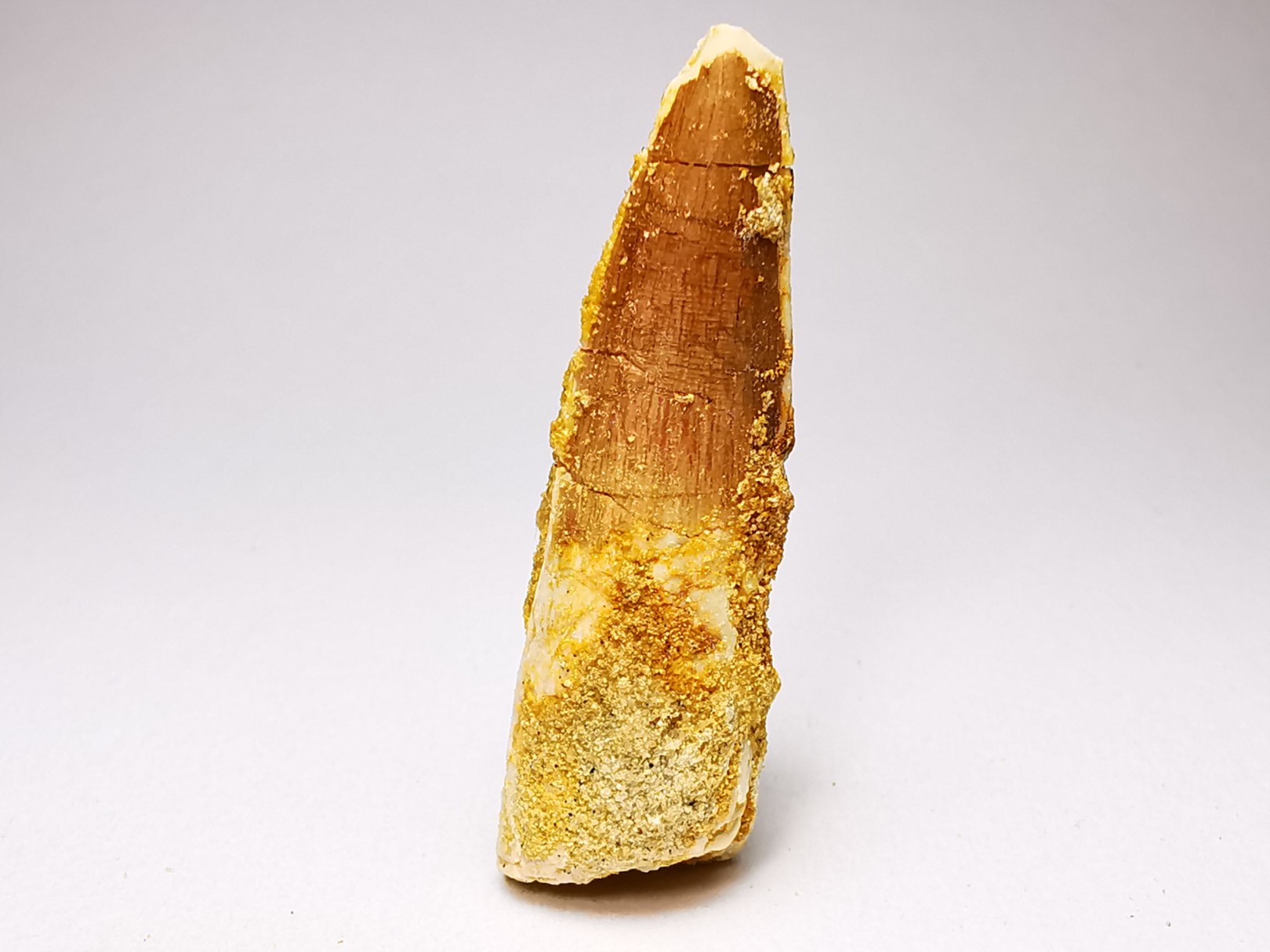 dinosaur TOOTH - SPINOSAURUS AEGYPTIACUS