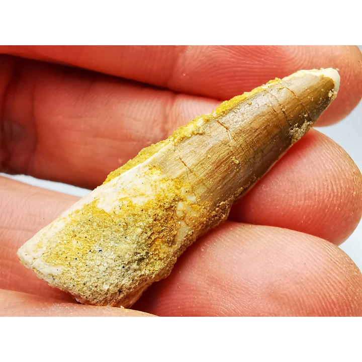 dent de dinosaure SPINOSAURUS AEGYPTIACUS