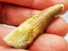 dinosaur TOOTH - SPINOSAURUS AEGYPTIACUS