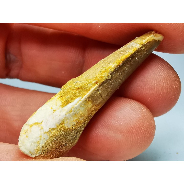 dinosaur TOOTH - SPINOSAURUS AEGYPTIACUS