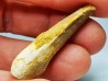 dinosaur TOOTH - SPINOSAURUS AEGYPTIACUS