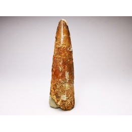 dinosaur TOOTH - SPINOSAURUS AEGYPTIACUS