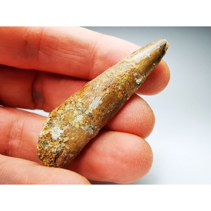 dinosaur TOOTH - SPINOSAURUS AEGYPTIACUS