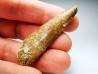 dinosaur TOOTH - SPINOSAURUS AEGYPTIACUS