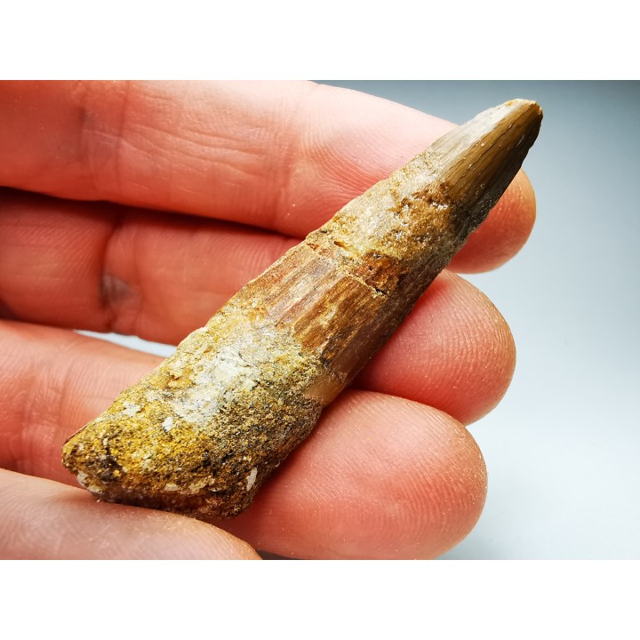 dinosaur TOOTH - SPINOSAURUS AEGYPTIACUS