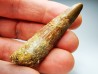 dinosaur TOOTH - SPINOSAURUS AEGYPTIACUS