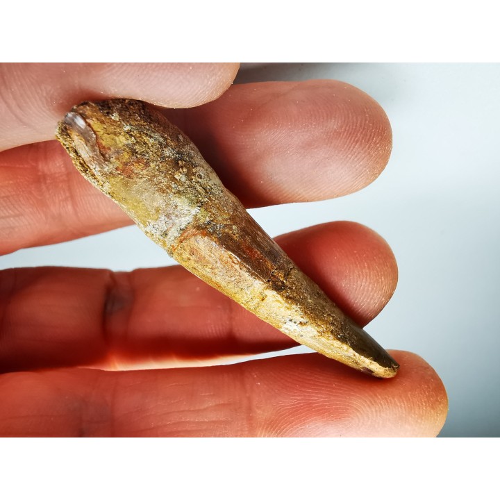 dinosaur TOOTH - SPINOSAURUS AEGYPTIACUS