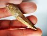 dinosaur TOOTH - SPINOSAURUS AEGYPTIACUS
