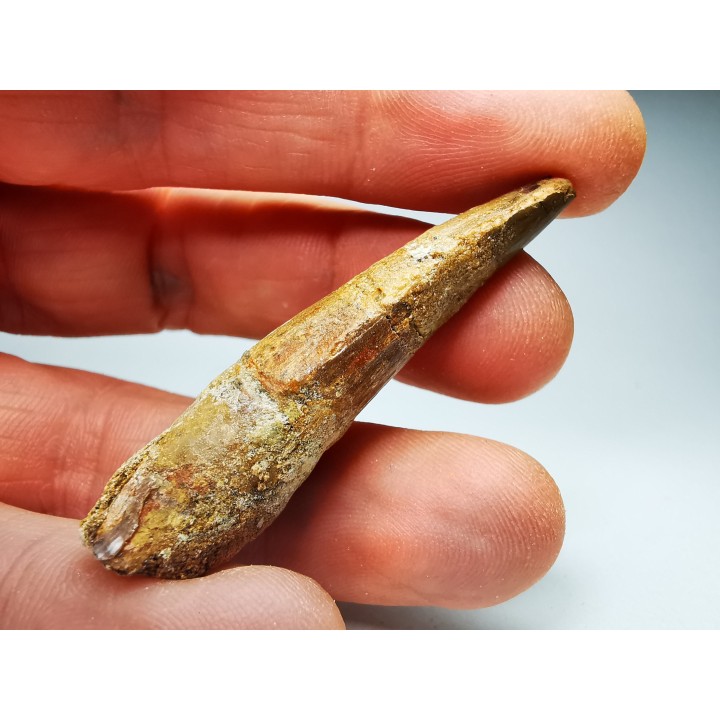 dinosaur TOOTH - SPINOSAURUS AEGYPTIACUS