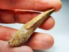 dinosaur TOOTH - SPINOSAURUS AEGYPTIACUS