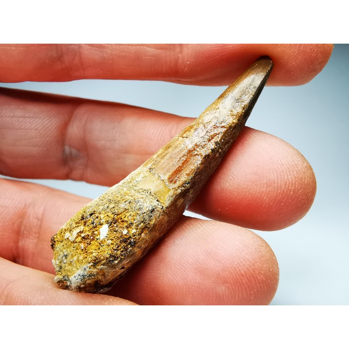dinosaur TOOTH - SPINOSAURUS AEGYPTIACUS