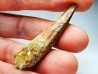 dinosaur TOOTH - SPINOSAURUS AEGYPTIACUS