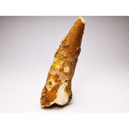 dinosaur TOOTH - SPINOSAURUS AEGYPTIACUS