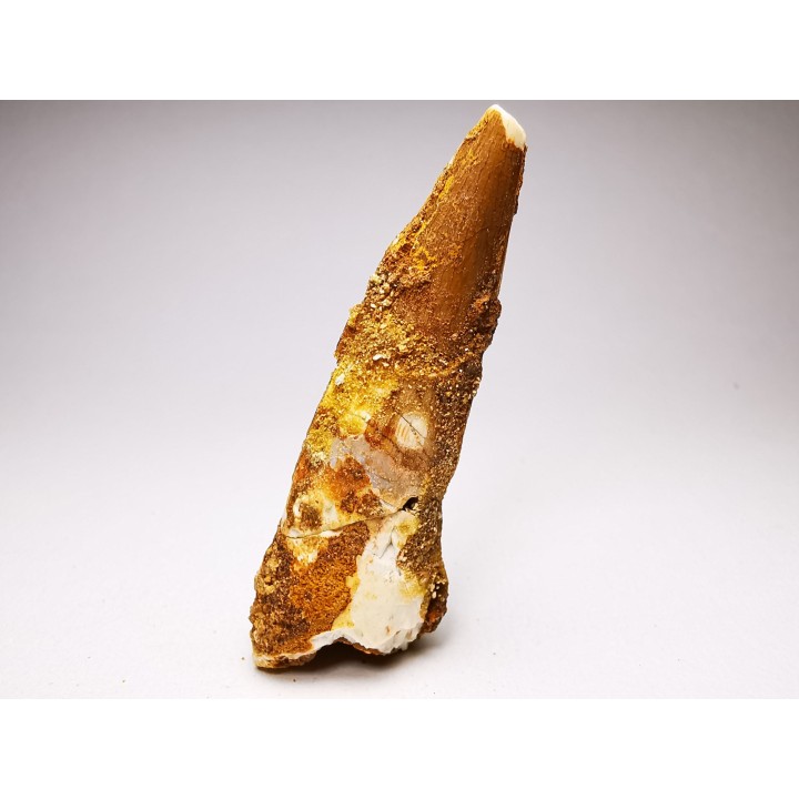 dinosaur TOOTH - SPINOSAURUS AEGYPTIACUS