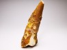 dinosaur TOOTH - SPINOSAURUS AEGYPTIACUS