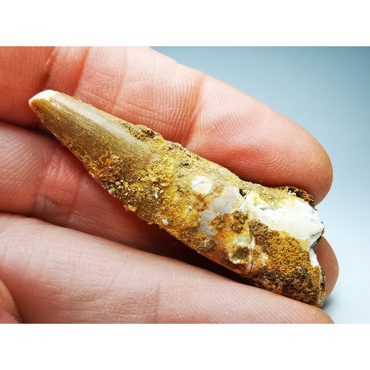 dinosaur TOOTH - SPINOSAURUS AEGYPTIACUS