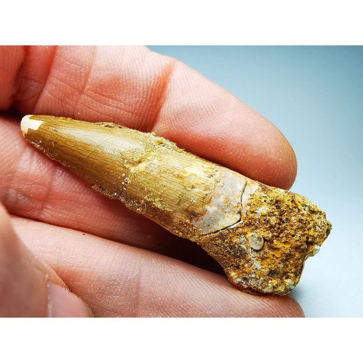 dent de dinosaure SPINOSAURUS AEGYPTIACUS