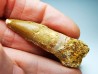 dent de dinosaure SPINOSAURUS AEGYPTIACUS