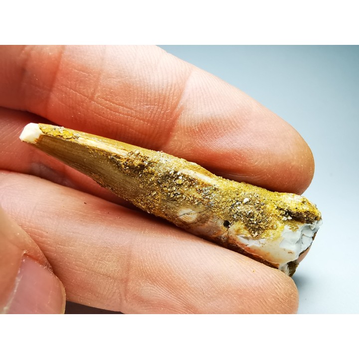 dinosaur TOOTH - SPINOSAURUS AEGYPTIACUS