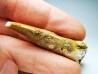 dinosaur TOOTH - SPINOSAURUS AEGYPTIACUS